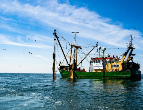 Die Zukunft der Fischerei: WTO Treffen in Abu Dhabi
